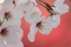 桜1