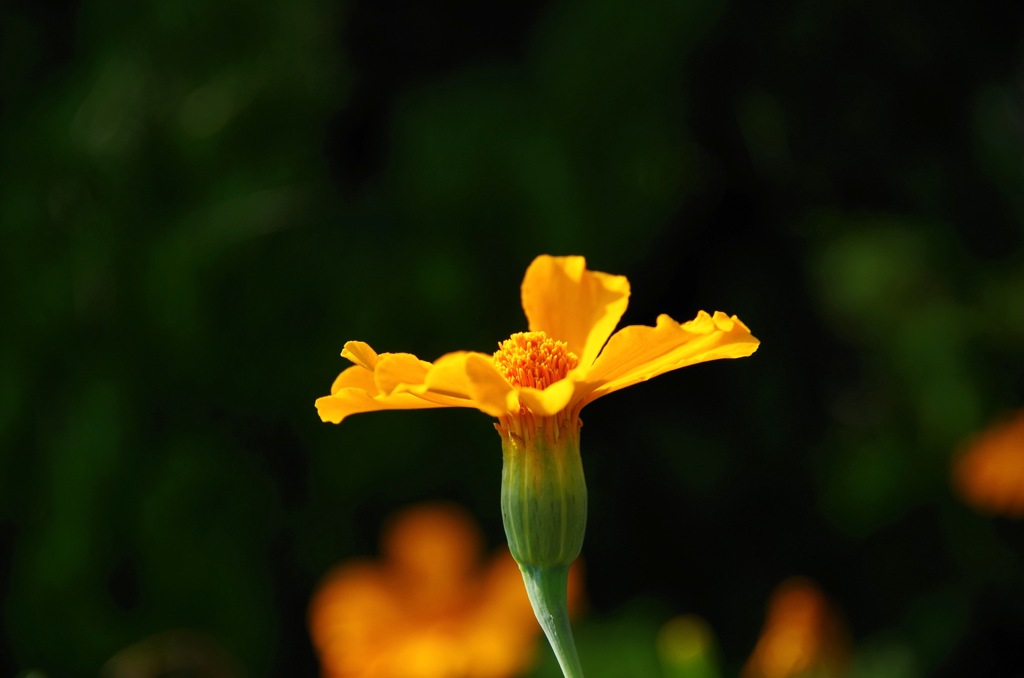 道端の花