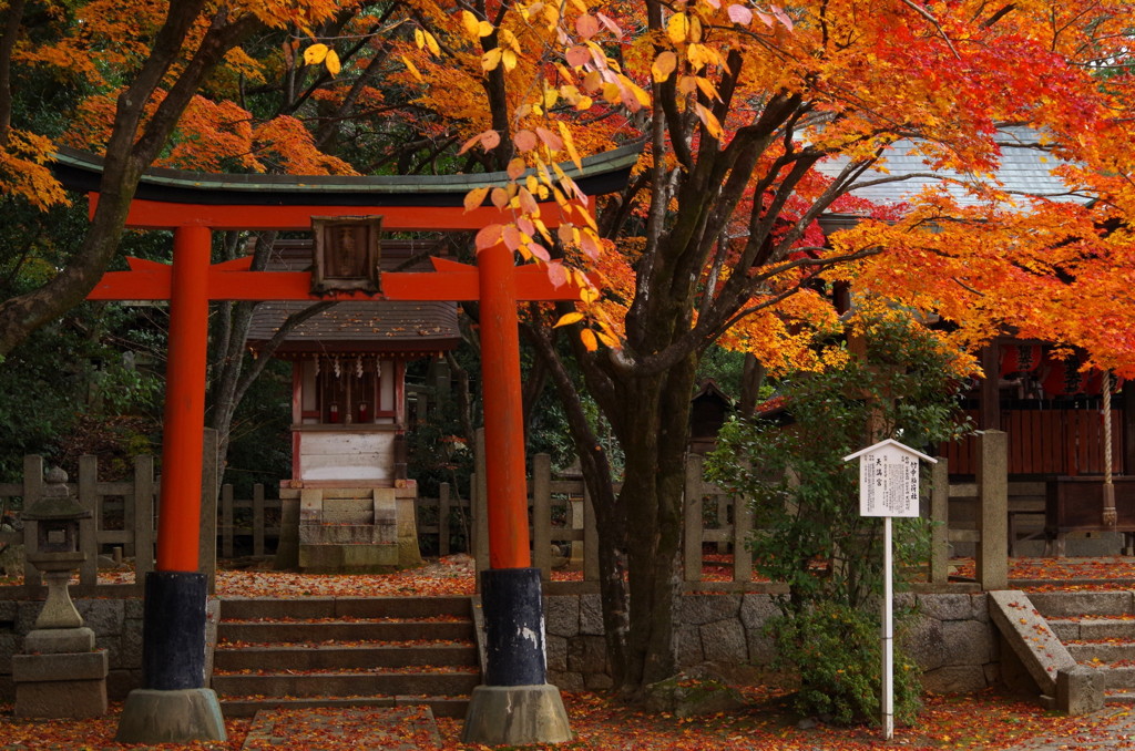 鳥居と紅葉