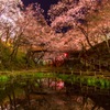 夜桜