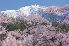 桜と雪山