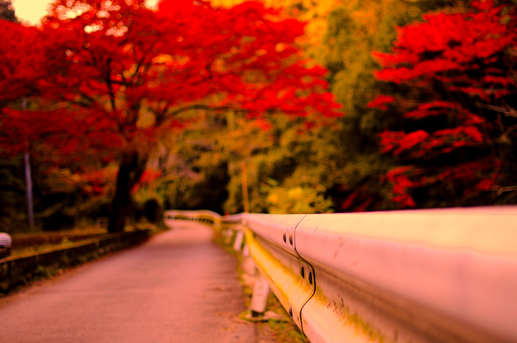 紅葉ロード