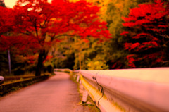 紅葉ロード