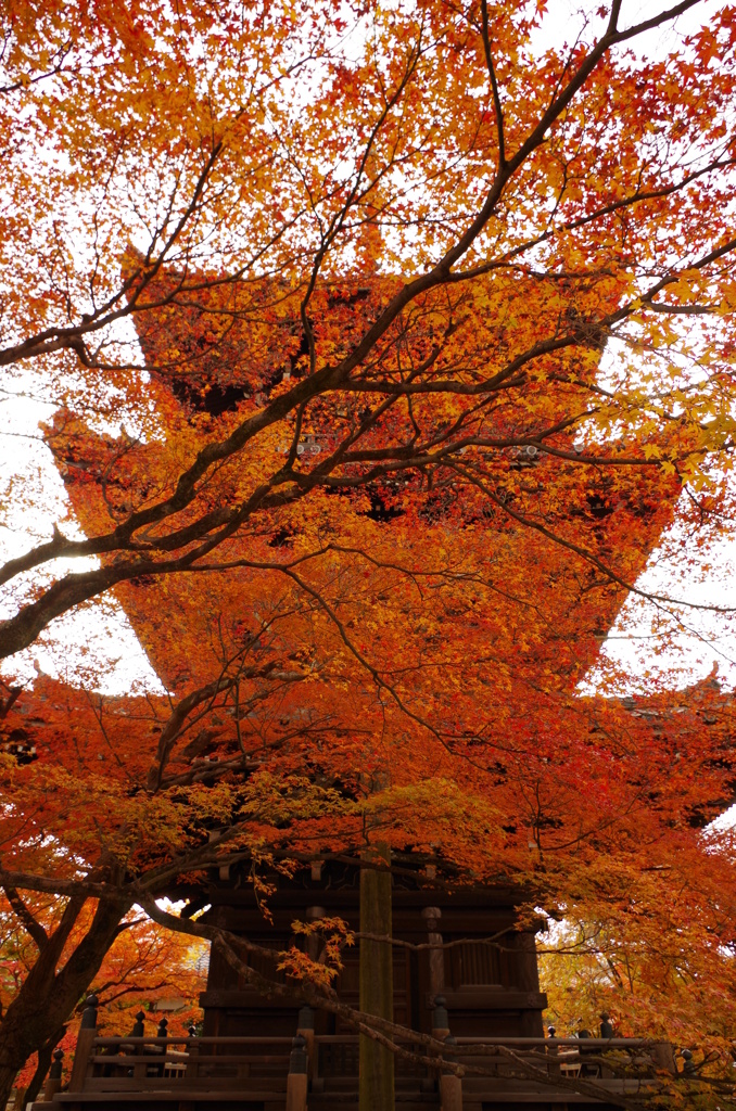 紅葉を纏う