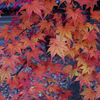 夕闇の紅葉