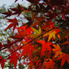 Japanese Red