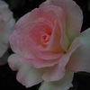 lovelyrose