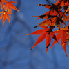 蒼と紅３