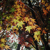 紅葉トルネード
