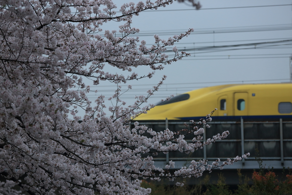 桜とDY