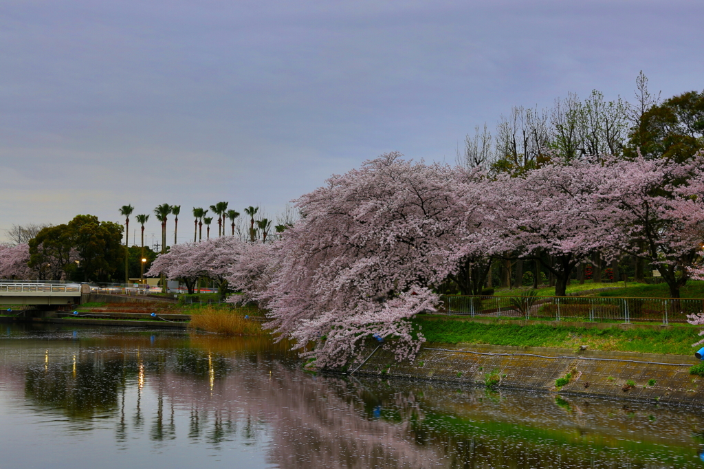 SAKURA