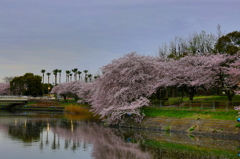 SAKURA