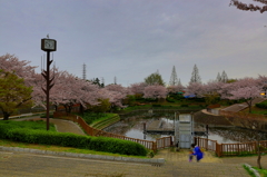 SAKURA