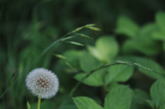 DPP_000137