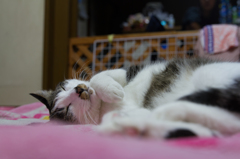 飼い猫