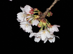 IMG_0830a