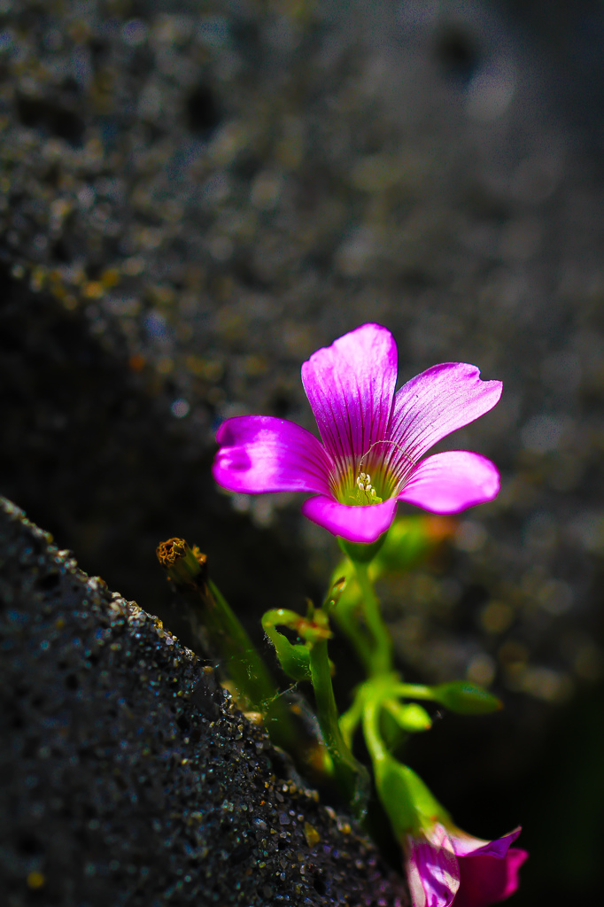 コンクリートに咲く華