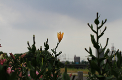 IMG_4424