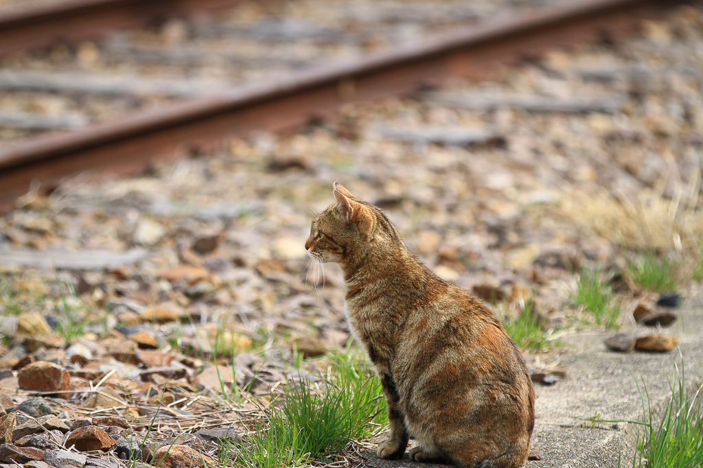 鉄猫の先客