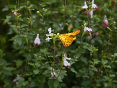 Moth　蛾でも蝶でも3