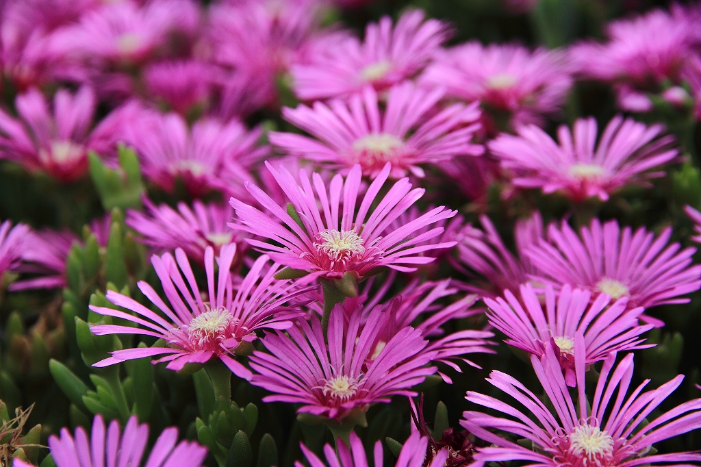 IMG_42071