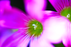 コンクリートに咲く華