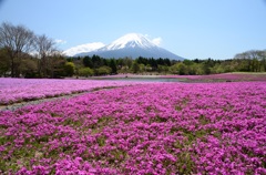 芝桜