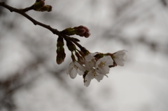 咲いた