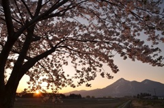 桜と磐梯山