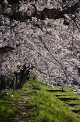 観音寺川の桜