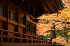 日光