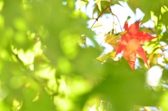 紅一点