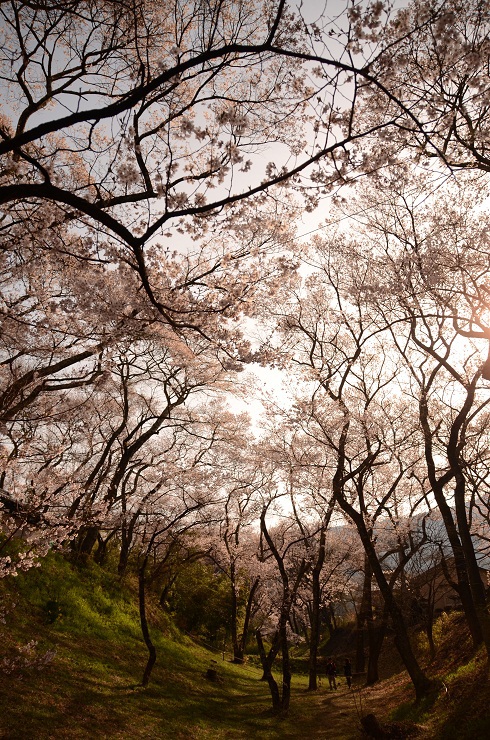 高遠の桜