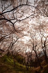 高遠の桜