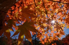 紅葉