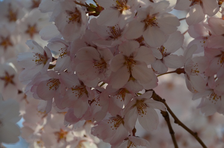 高遠の桜