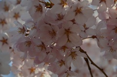 高遠の桜