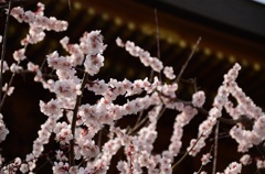 湯島天神　梅まつり