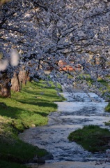観音寺川の桜