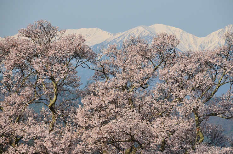 高遠の桜