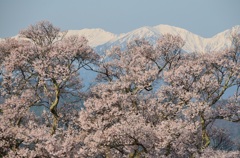 高遠の桜