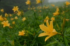 霧降高原