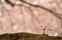 さくら咲く
