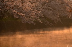 春の日を浴びて