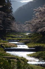観音寺川の桜