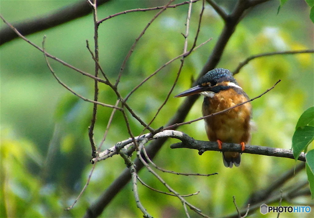 カワセミちゃん