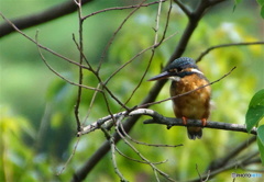 カワセミちゃん