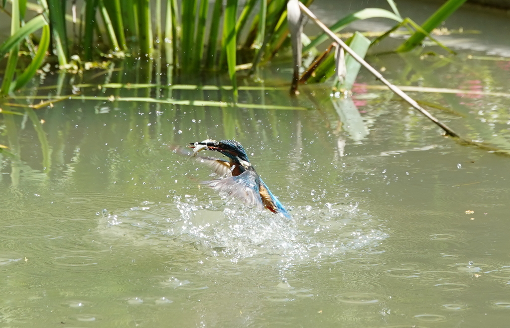 お魚ゲットなカワセミくん♂  大阪／吹田千里