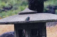 灯篭にカワセミちゃん