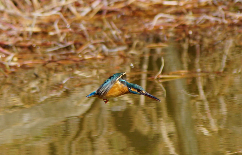 カワセミちゃん